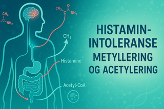 Histaminintoleranse Når kroppen ikke klarer å bryte ned Histamin