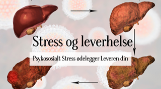 Stress og leverhelse